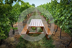 Vineyard with picnic table