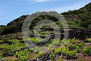 Vineyard in Pico, Azores photo