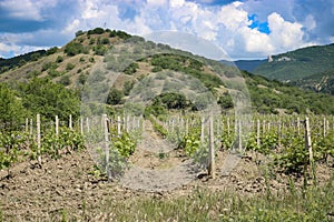 Vineyard in a picturesque area among the hills