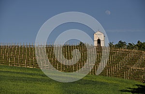 Vineyard in Piedmont in Italy