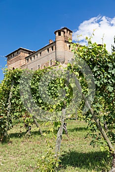 Vineyard in Piedmont Region, Italy, with Grinzane Cavour castle in the background