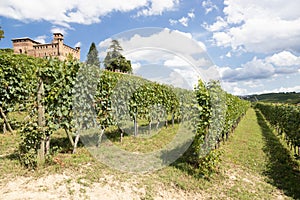 Vineyard in Piedmont Region, Italy, with Grinzane Cavour castle in the background