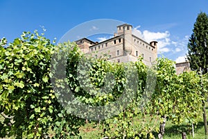 Vineyard in Piedmont Region, Italy, with Grinzane Cavour castle in the background