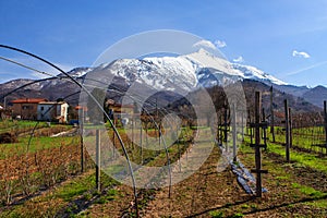 Vineyard at Piemonte photo