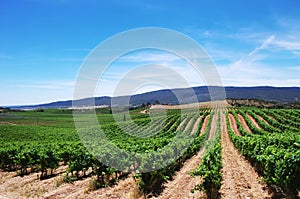 Vineyard plantation in the Alentejo region