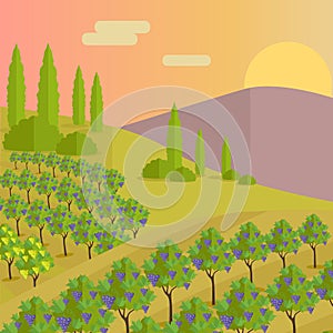 Vineyard Plantation of Grape-Bearing Vines photo