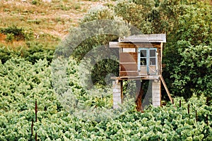 The vineyard is a plantation of vines and a guardhouse. The Island Of Zakynthos, Greece