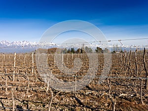 Vineyard plantation in winter, in the background the Andes