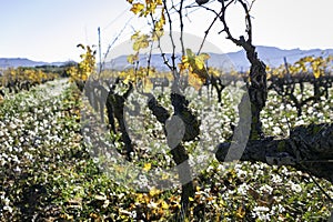 Vineyard plantation in winter in the MatarraÃÂ±a region, Teruel, Spain  Nature`s own colors in winter, with ocher and blues