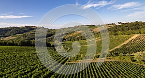 Vineyard plantations, panoramic aerial view