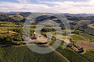 Vineyard plantations, panoramic aerial view