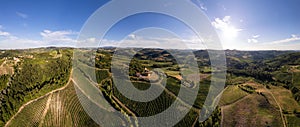 Vineyard plantations, panoramic aerial view