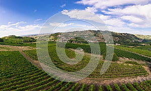 Vineyard plantations, panoramic aerial view