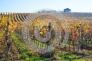 Vineyard planted with Barbera in the Italian Oltrepo Pavese