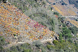 A vineyard planted on dry stone terraces