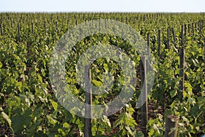 Vineyard in Pomerol