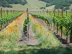 Vineyard with poppies