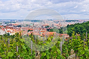 Vineyard in Prague near Hradcany hill, Czech Republic