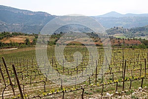 Vineyard in Priorat, Spain