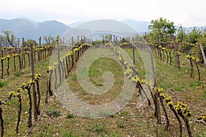 Vineyard in Priorat, Spain