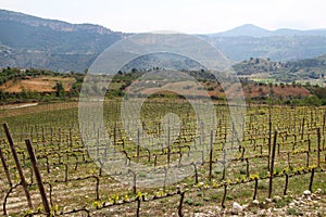 Vineyard in Priorat, Spain photo