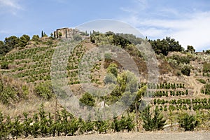 Vineyard in Priorat in Spain
