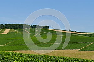 The vineyard producing the wine Chablis in Burgundy