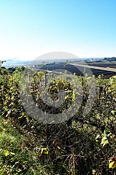 vineyard in provence france, digital photo picture as a background