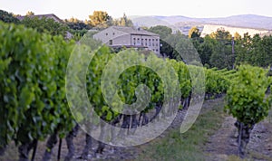 Vineyard in Provence photo