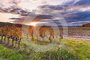 Vineyard in Provence south of France in autumn colors against dramatic sunset