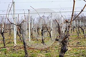 Vineyard pruned during the winter waiting for the next season