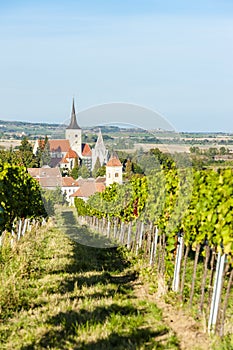 vineyard and Pulkau, Austria