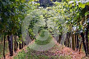 Vineyard in Radebeul Saxony / Germany