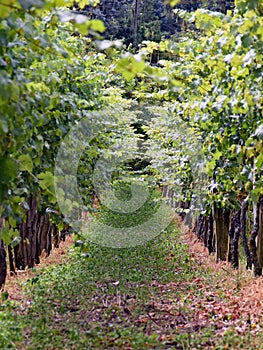 Vineyard in Radebeul Saxony / Germany