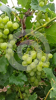 Vineyard after the rain grape