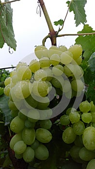 Vineyard after the rain grape