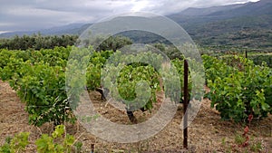 Vineyard on a rainy day