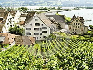 Vineyard in Rapperswil