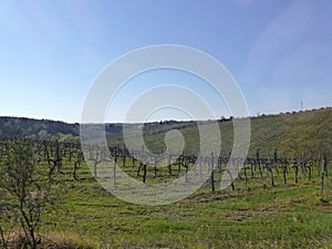 On a vineyard, reaching rows of grape bushes in perspective to the horizon