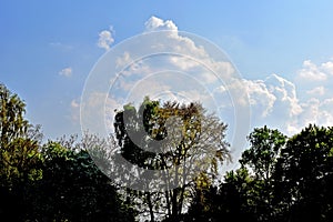 Vineyard and Recreation Park Lohrberg - Trees in the Park with Clouds