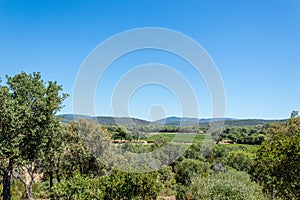 Vineyard of red grapes in Provence in summer