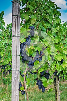 Vineyard of red grapes surrounded by greenery under a blue sky with a blurry background