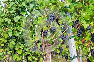 Vineyard of red grapes surrounded by greenery under sunlight with a blurry background