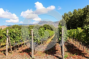 Vineyard with red wine grapes before harvest in a winery near Etna area, wine production in Sicily, Italy Europe