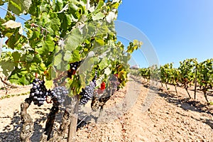Vineyard with red wine grapes near a winery in late summer, grapevines before harvest and wine production in Europe
