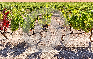 Vineyard with red wine grapes near a winery in late summer, grapevines before harvest and wine production in Europe