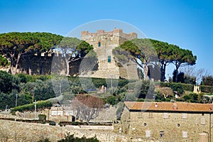 vineyard in region , image taken in Follonica, grosseto, tuscany, italy