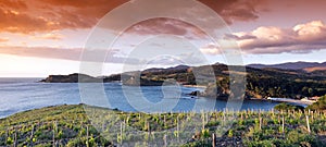 Vineyard in rench catalonia coast