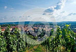 Vineyard and residential district in Stuttgart.