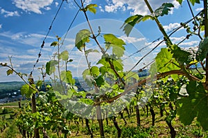 Vineyard in the Rheingau, Germany